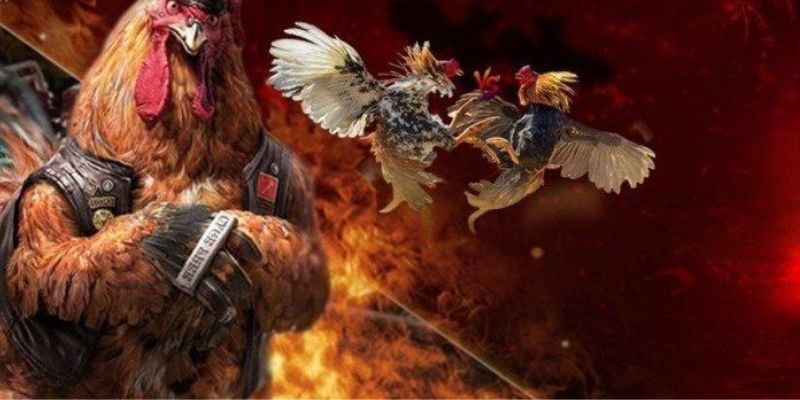 Đá Gà Campuchia Online - Chinh Phục Mọi Đam Mê